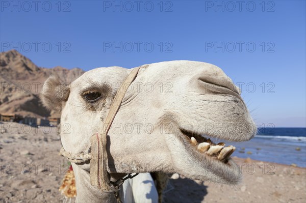 Camel