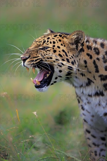 Amur Leopard (Panthera pardus orientalis)