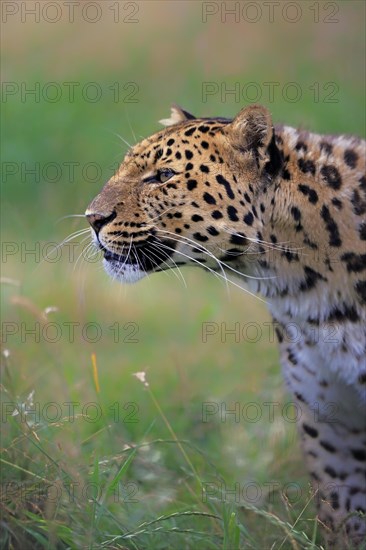 Amur Leopard (Panthera pardus orientalis)