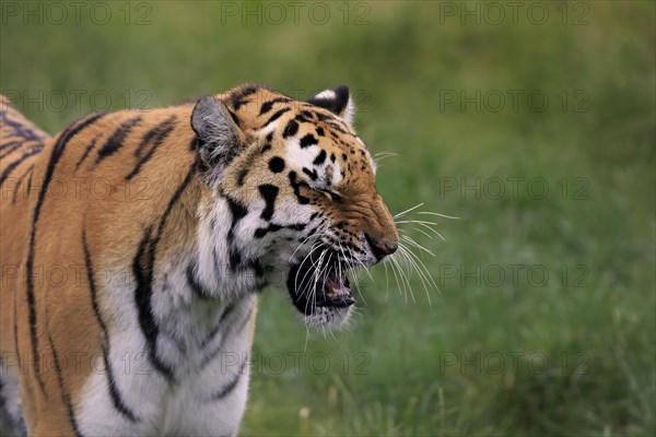 Siberian Tiger (Panthera tigris altaica)