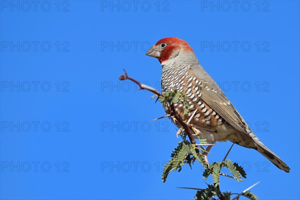 Red-headed Finch (Amadina erythrocephala)