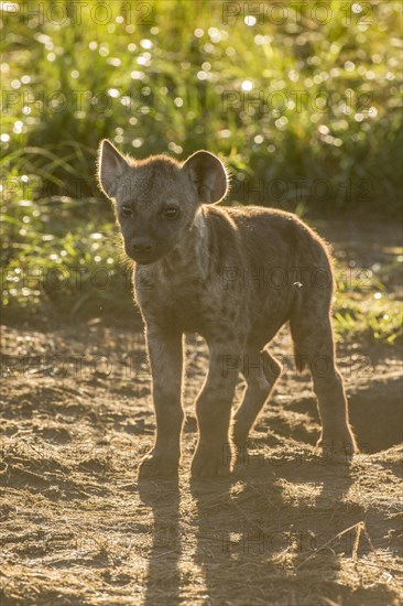 Spotted Hyena (Crocuta crocuta)