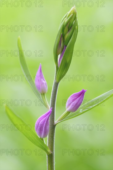 Red helleborine (Cephalanthera rubra)