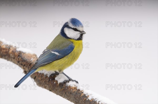 Blue Tit (Cyanistes caeruleus