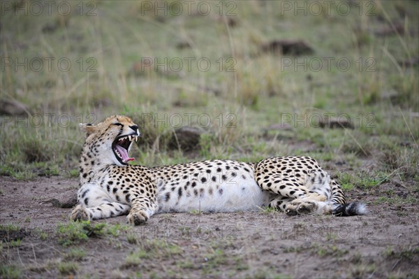 Cheetah (Acinonyx jubatus)