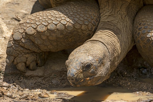 Aldabra giant tortoise (Aldabrachelys gigantea)