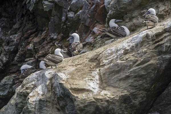 Peruvian booby (Sula variegata)