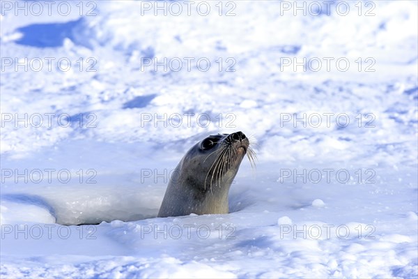 Harp Seal or Saddleback Seal (Pagophilus groenlandicus