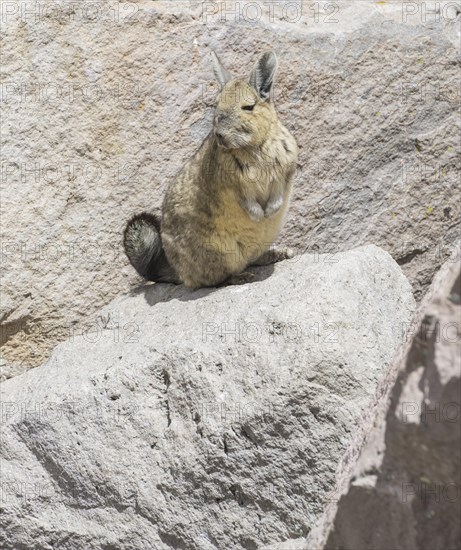 Southern viscacha (Lagidium viscacia)