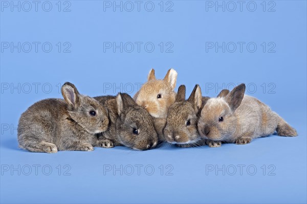 Five Domestic Rabbits (Oryctolagus cuniculus forma domestica)