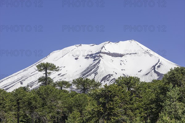 Monkey Puzzle Tree (Araucaria araucana) and Lonquimay volcano