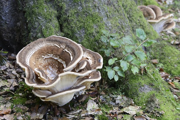 Giant Polypore (Meripilus giganteus)