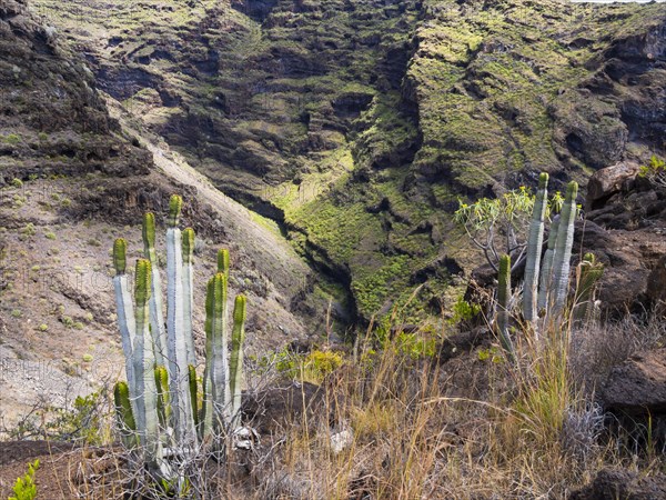 Canary Island Spurge (Euphorbia canariensis)