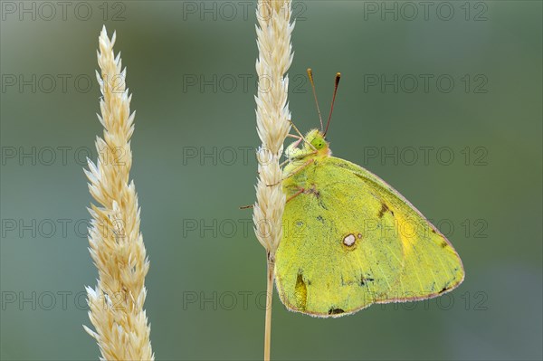 Pale Clouded Yellow (Colias hyale) on a grass seed head