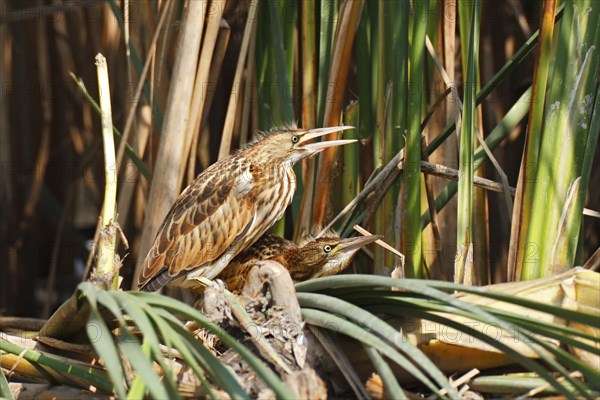 Little Bitterns (Ixobrychus minutus)