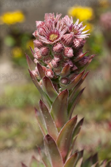 Common Houseleek (Sempervivum tectorum)