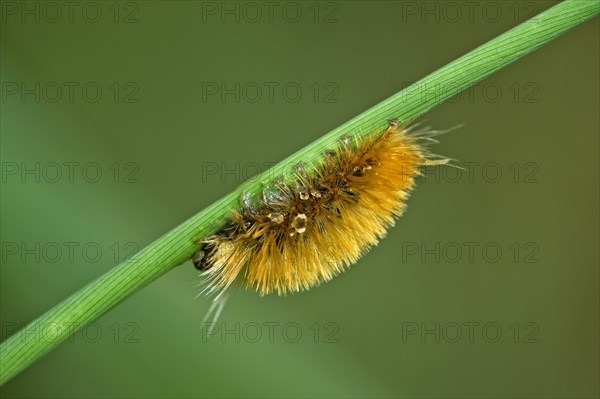 Hairy caterpillar of a moth (Erebidae)