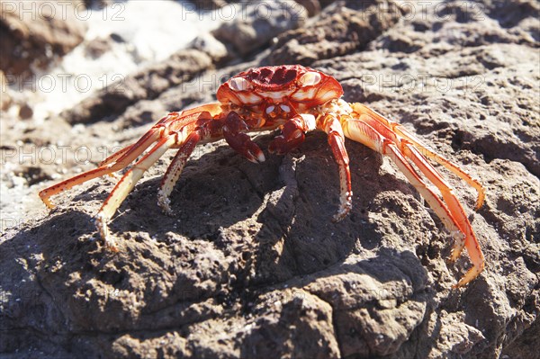 Red Rock Crab (Grapsus grapsus)