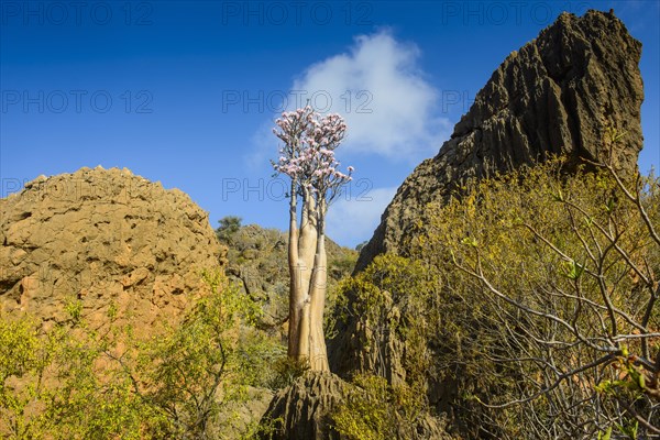 Bottle Tree (Adenium obesum) in bloom