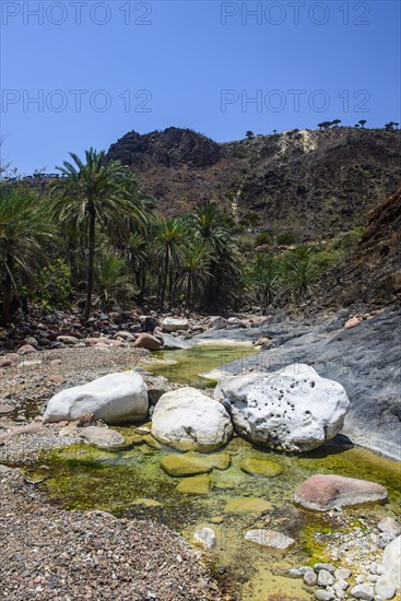 Socotra Dragon Tree or Dragon Blood Tree (Dracaena cinnabari) forest