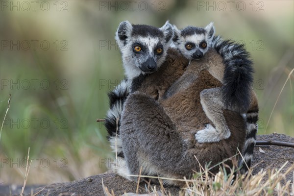 Ring-tailed Lemur (Lemur catta)