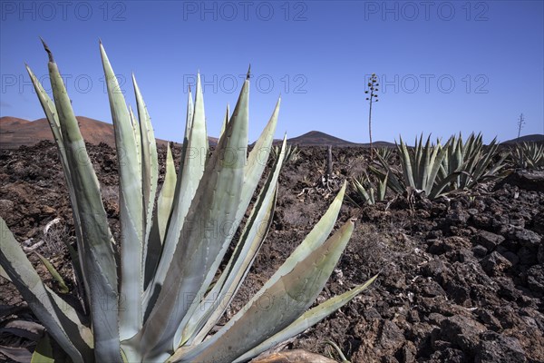 Agaves (Agave) in the lava field near Mancha Blanca