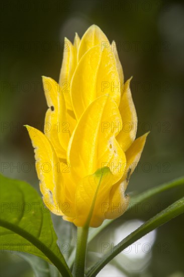 Lollipop Plant or Golden Shrimp Plant (Pachystachys lutea)