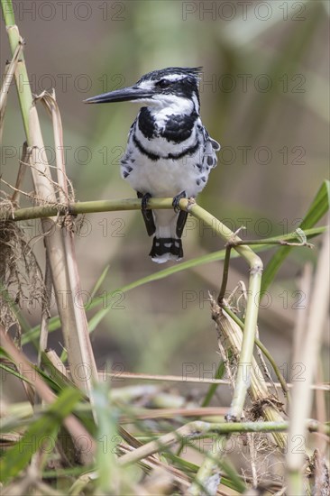 Pied Kingfisher (Ceryle rudis)