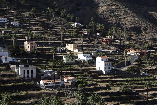 Canary Island Date Palms (Phoenix canariensis)