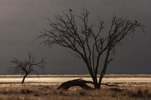 Dead Camel thorn tree (Vachellia erioloba)