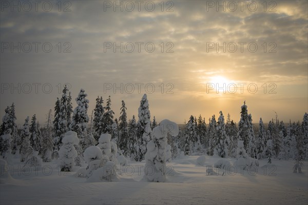 Snow-covered spruces