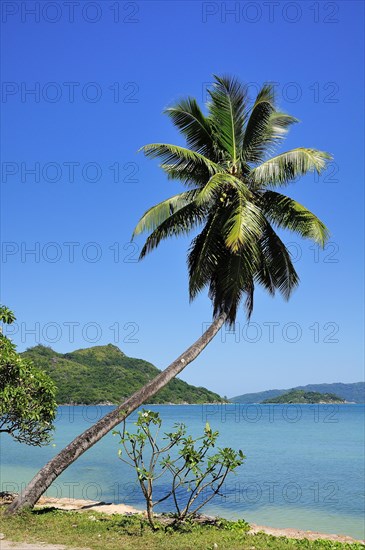 Palm tree Anse Lazio beach