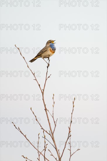 Bluethroat (Luscinia svecica)