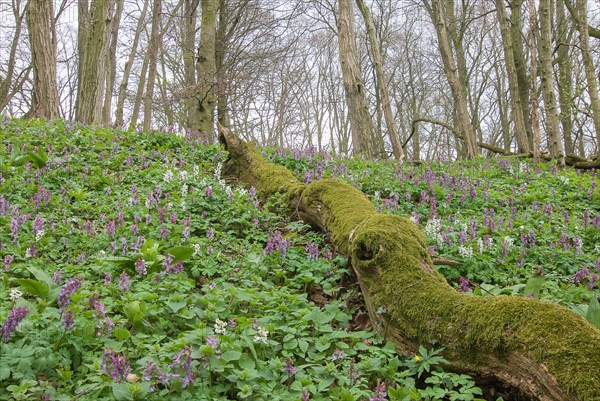 Hollowroot (Corydalis cava) covering forest floor