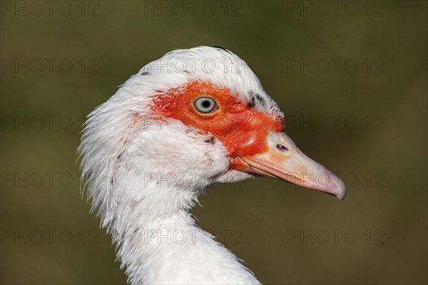 Muscovy duck (Cairina moschata)