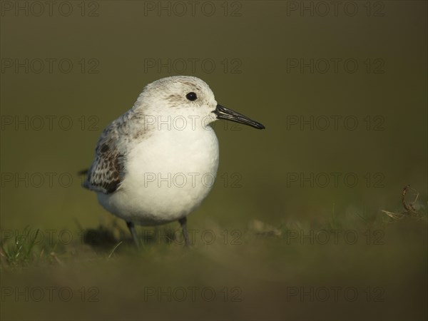 Sanderling (Calidris alba)