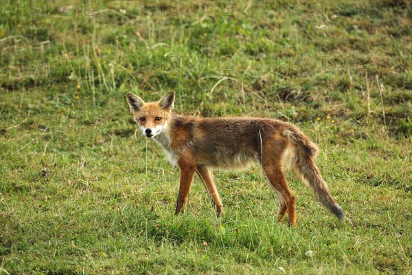 Red fox (Vulpes vulpes) Start of mange