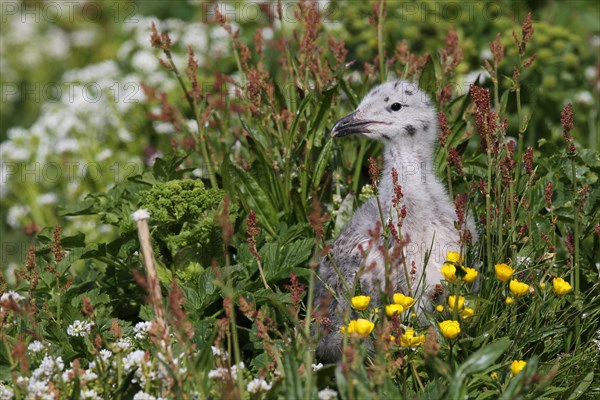 Great black-backed gull (Larus marinus)