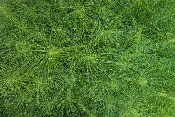 Great Horsetail (Equisetum telmateia)