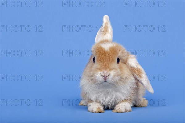 Dutch rabbit