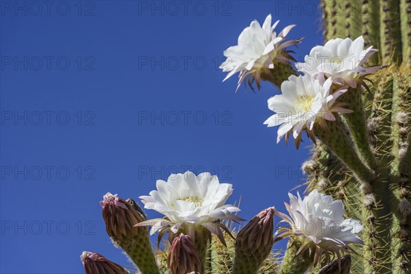 Blooming Echinopsis chiloensis cactus