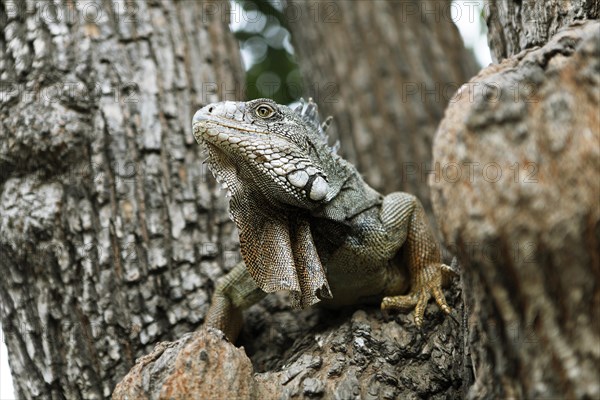 Green Iguana (Iguana iguana)