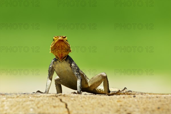 Namib Rock Agama (Agama planiceps)