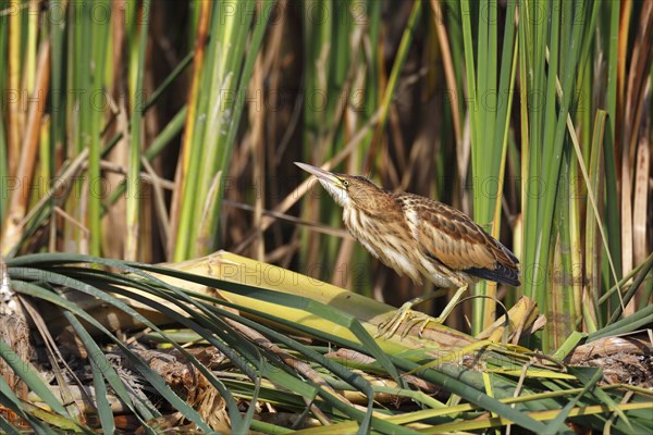 Little Bittern (Ixobrychus minutus)