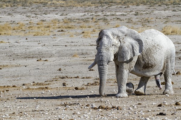 Elephant (Loxodonta africana)