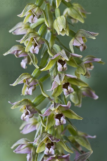 Broad-leaved Helleborine (Epipactis helleborine)