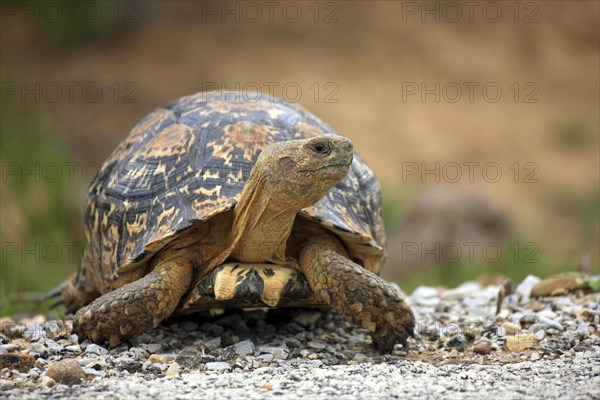 Leopard Tortoise (Testudo pardalis)