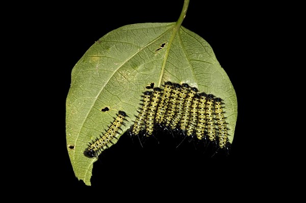 Caterpillars of the Cydno Longwing (Heliconius cydno)