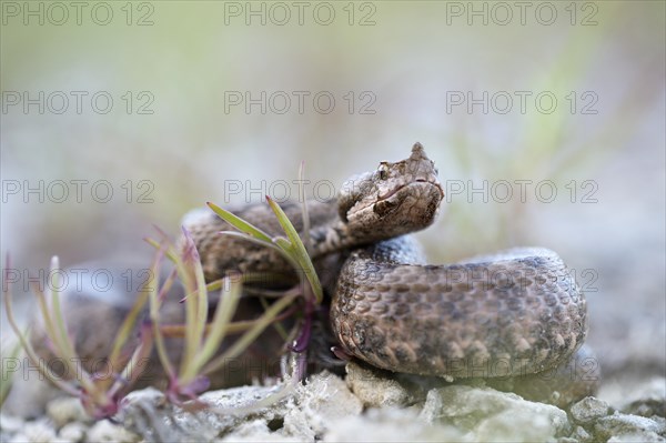 Horned Viper (Vipera ammodytes)