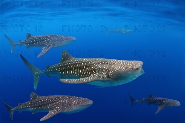 Whale shark (Rhincodon typus)